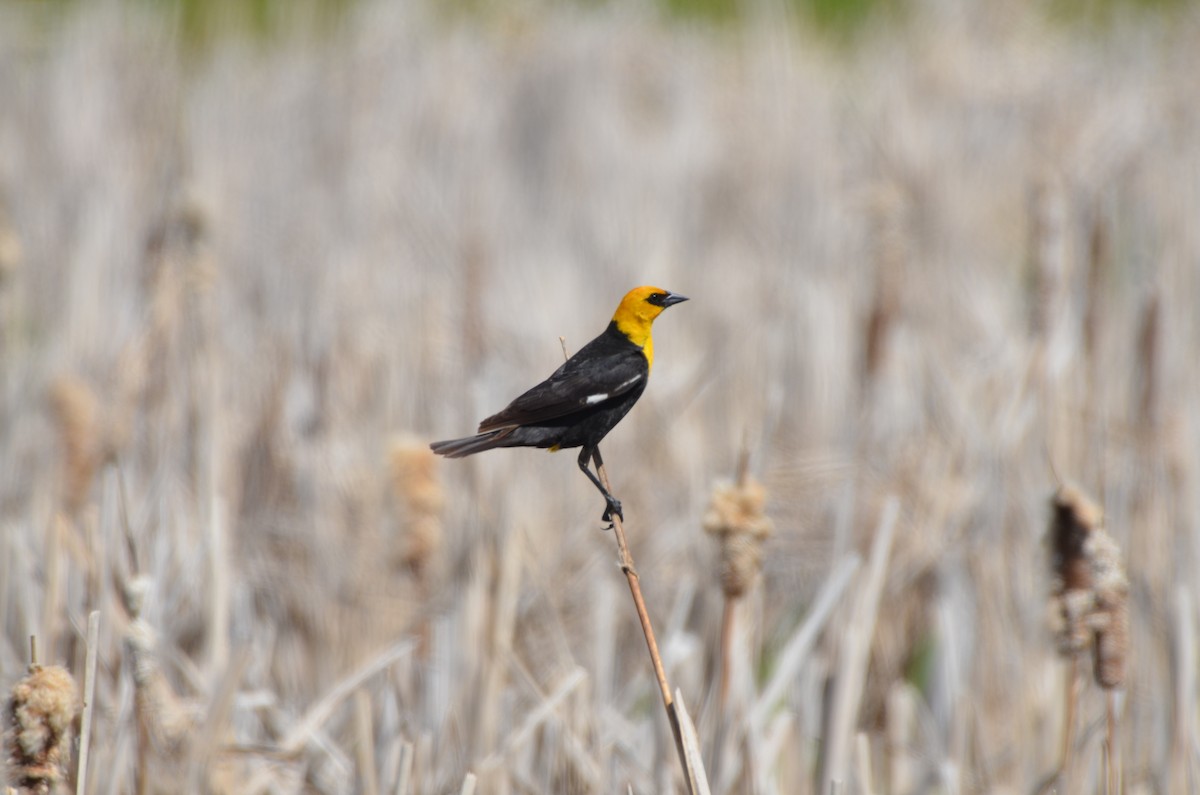 Yellow-headed Blackbird - ML620695357