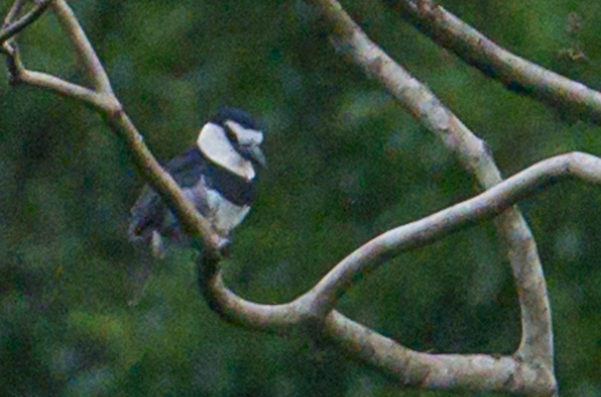 White-necked Puffbird - ML620695360