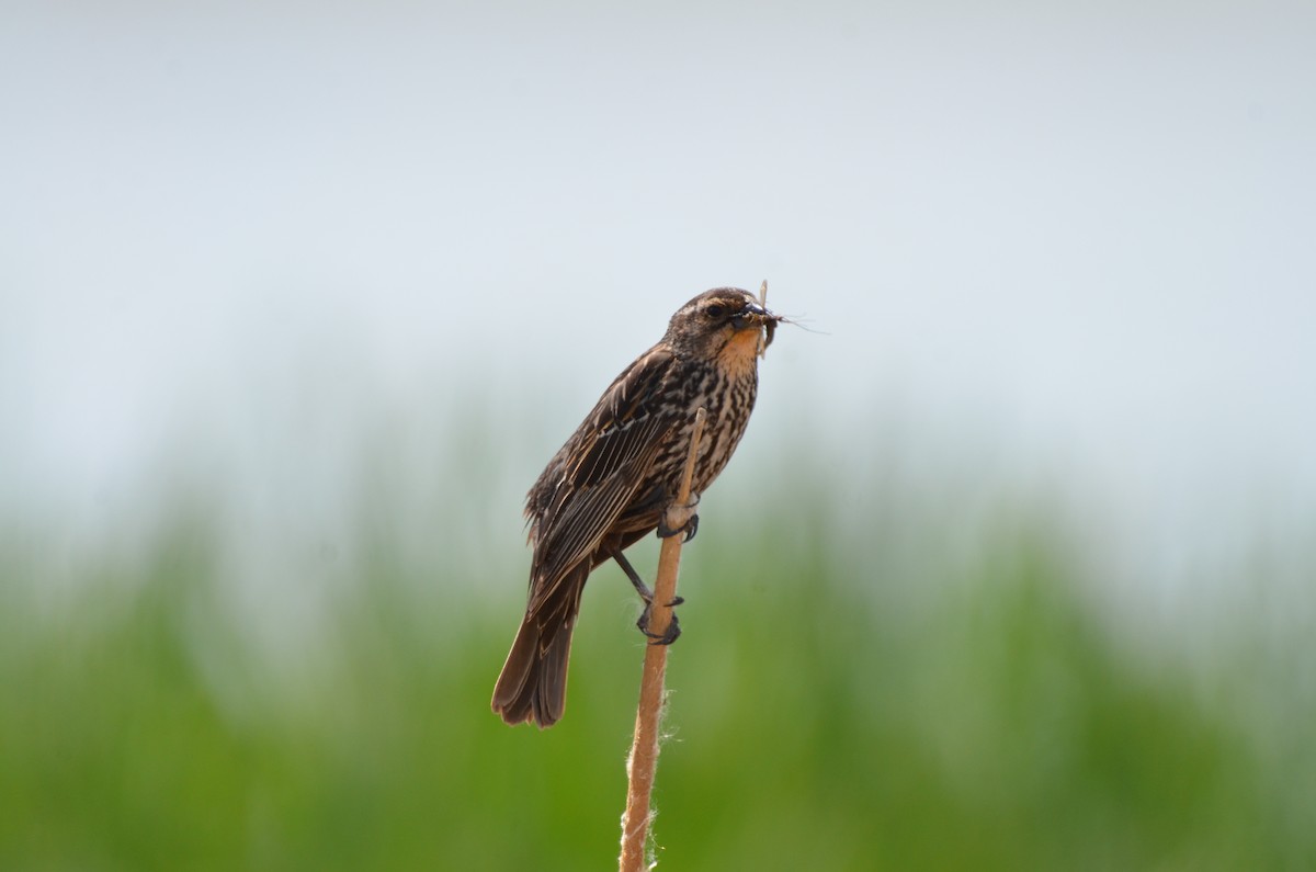 Red-winged Blackbird - ML620695361