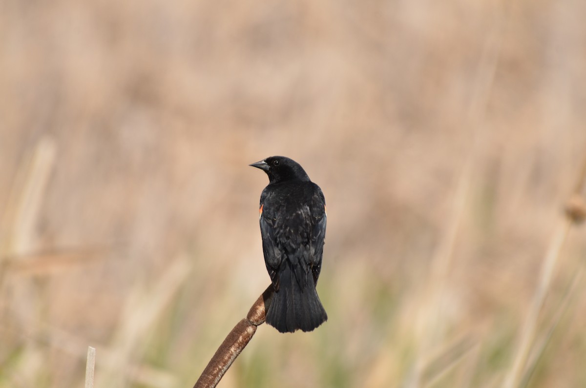 Red-winged Blackbird - ML620695362