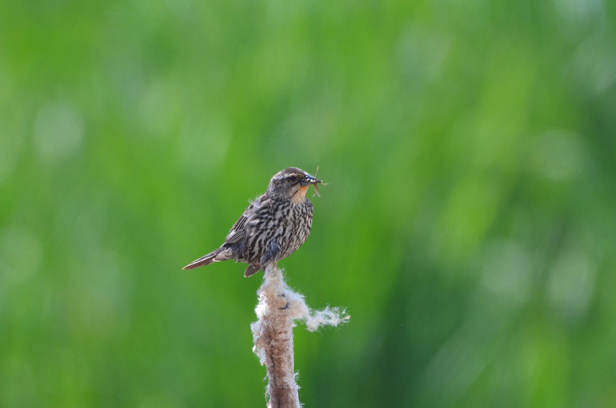 Red-winged Blackbird - ML620695364