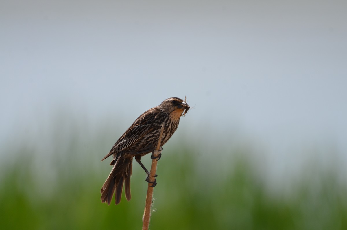 Red-winged Blackbird - ML620695365