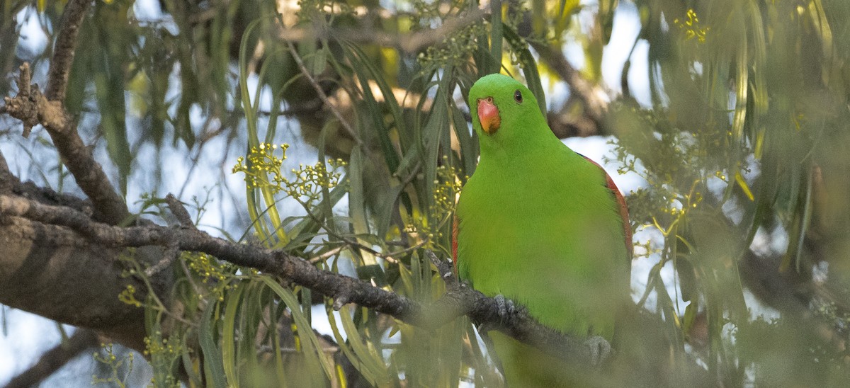 Red-winged Parrot - ML620695366