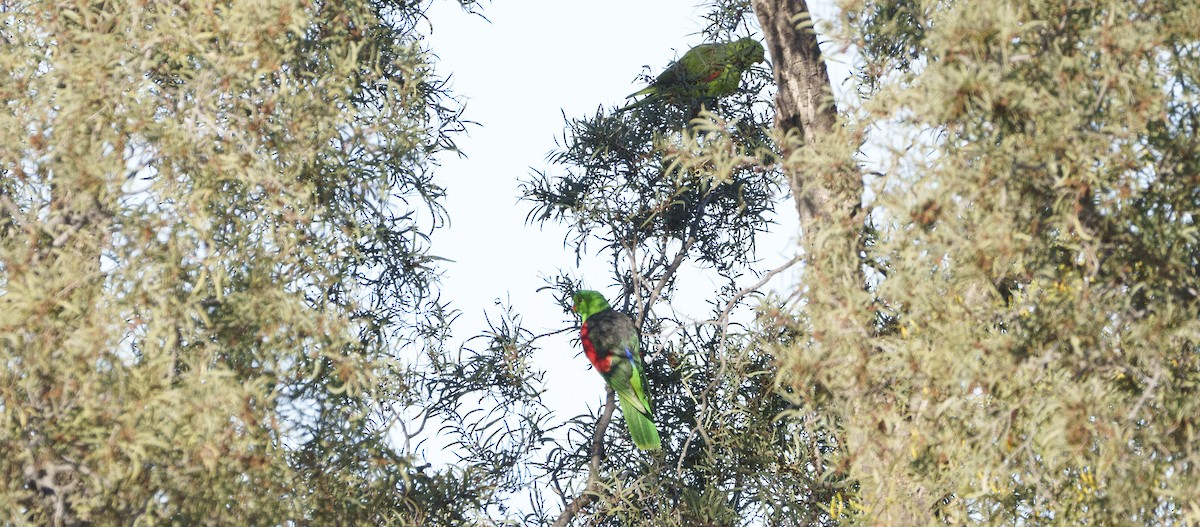 Red-winged Parrot - ML620695367