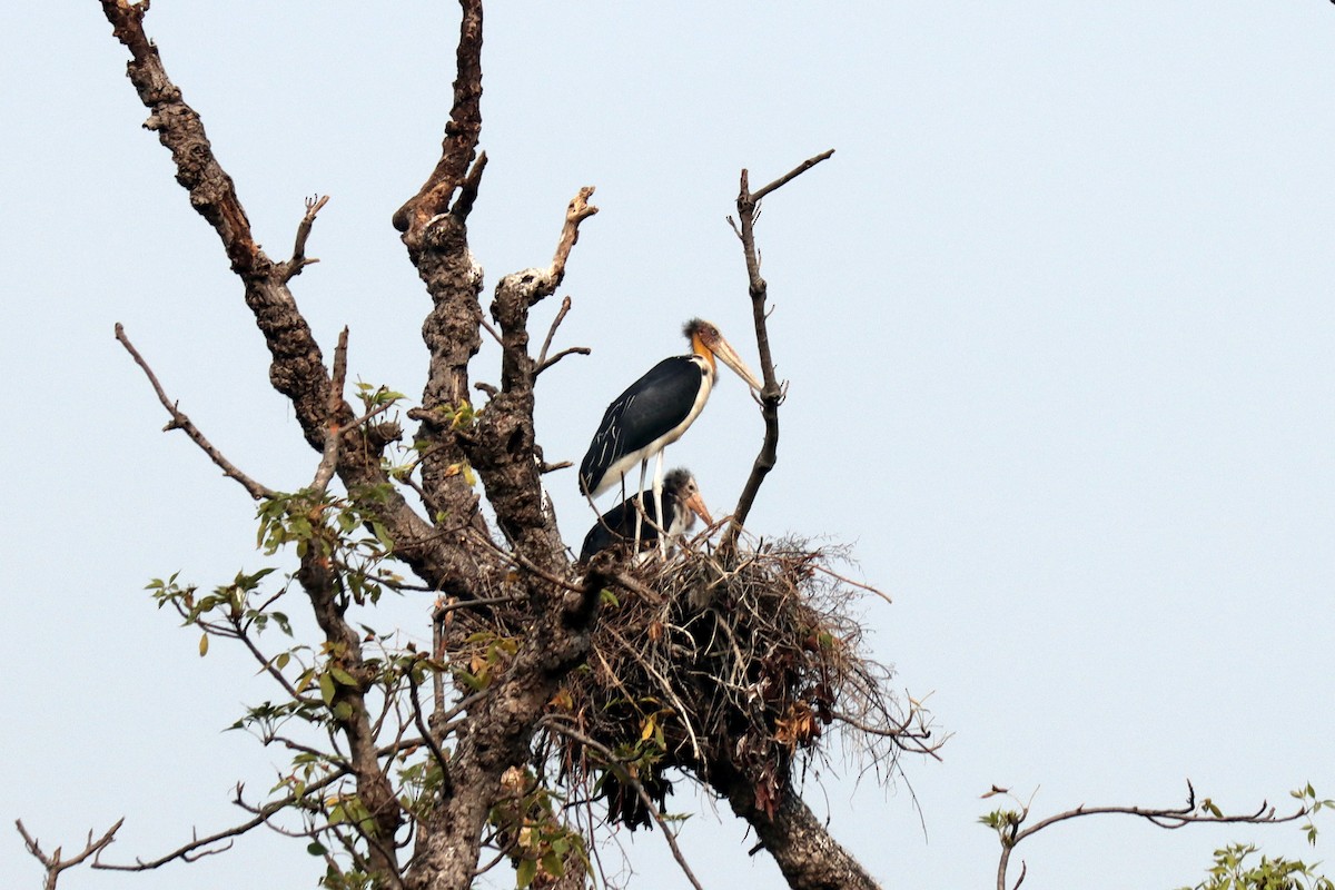 Lesser Adjutant - ML620695368