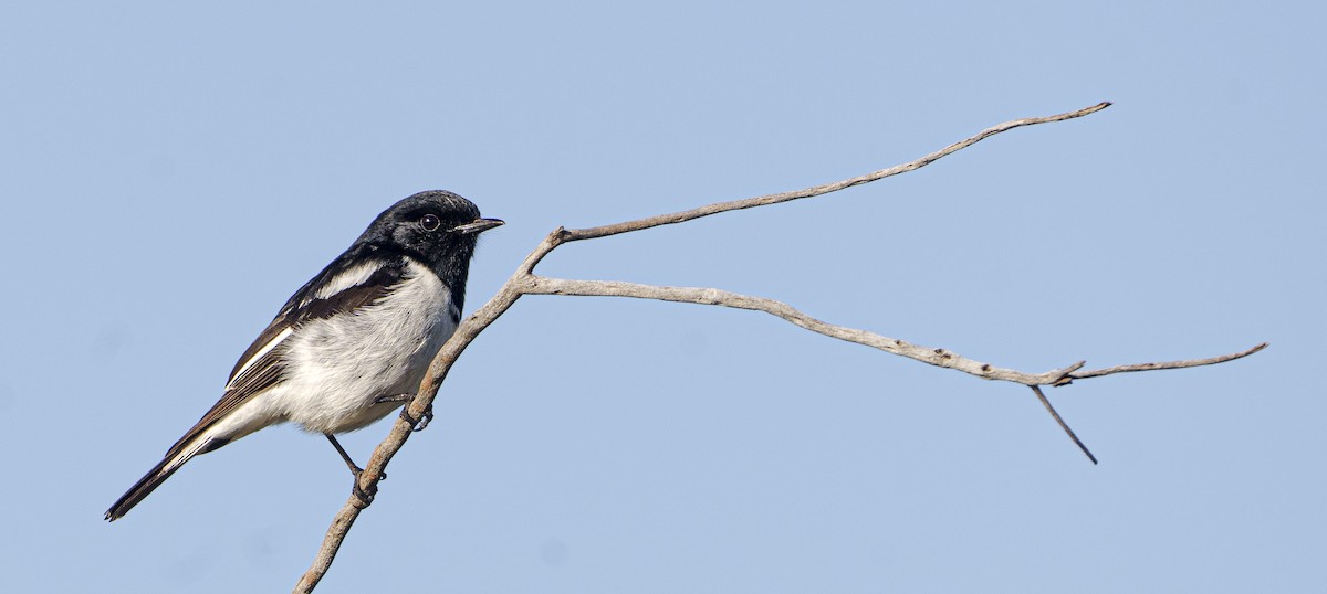 Hooded Robin - ML620695370