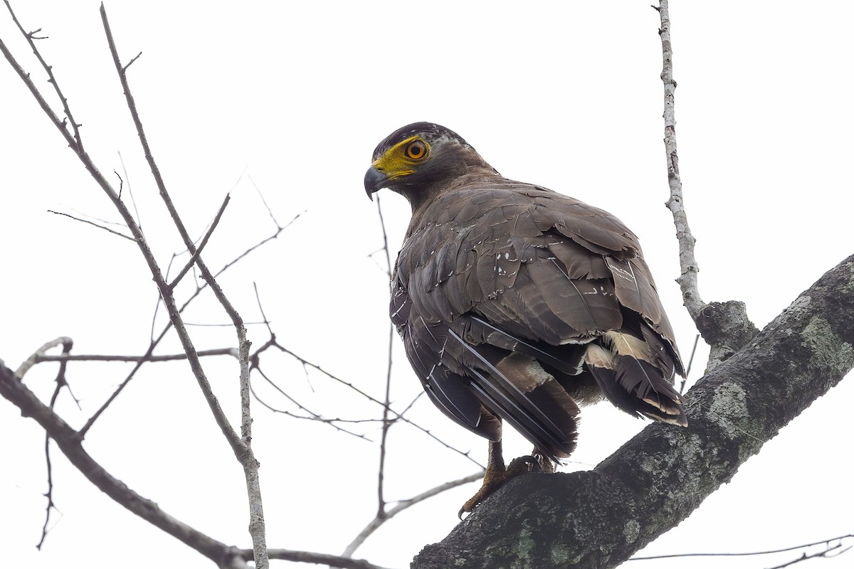 Haubenschlangenadler - ML620695372