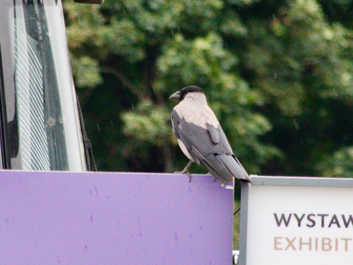 Hooded Crow - Paul Petrus