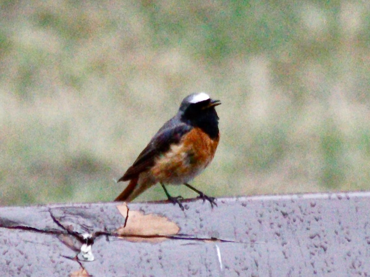 Common Redstart - ML620695375