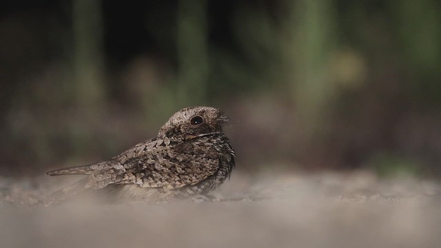 Common Poorwill - ML620695376