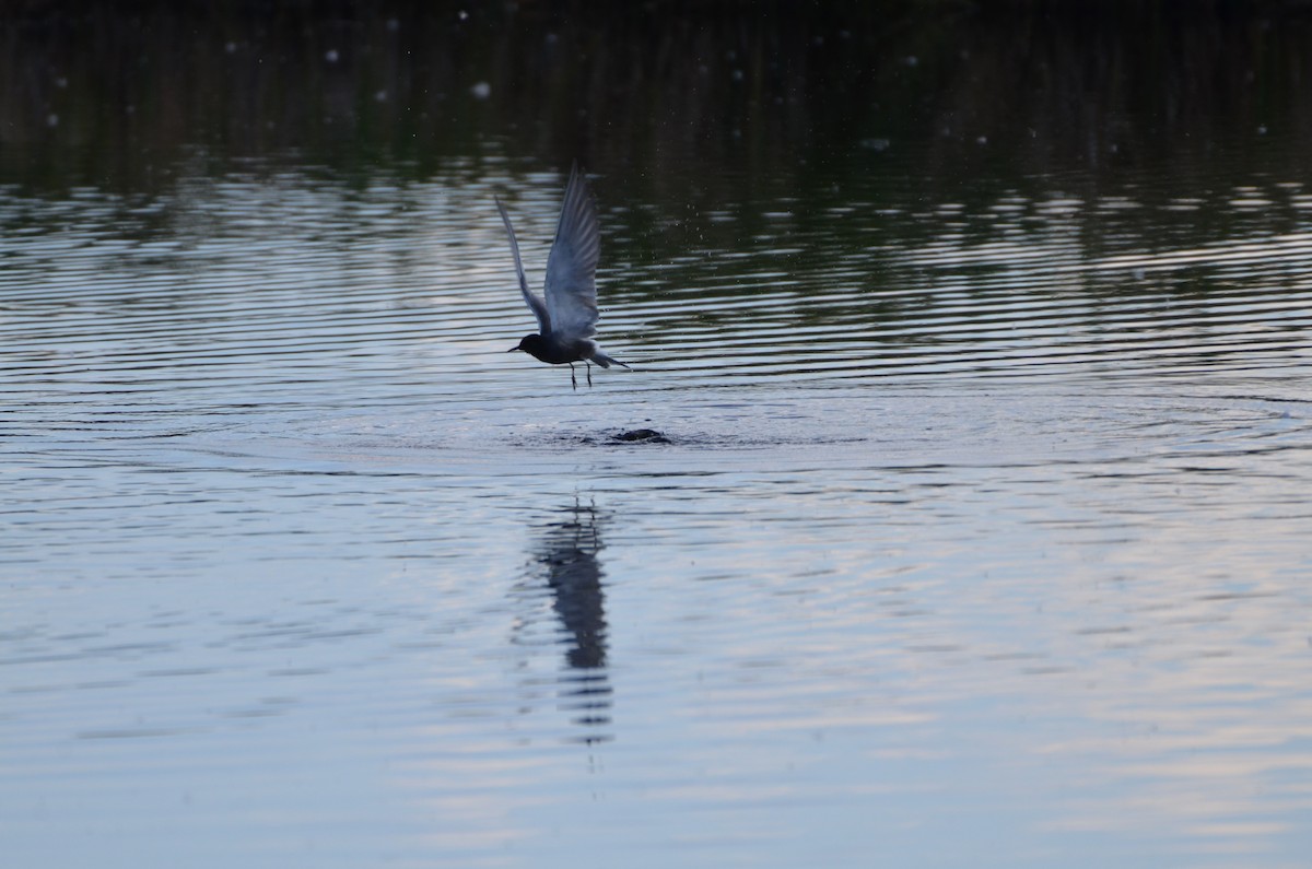 Black Tern - ML620695384