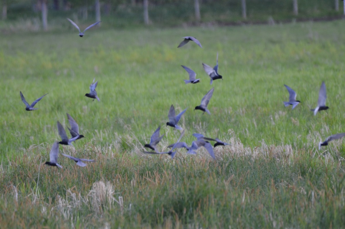 Black Tern - Carmen Tavares