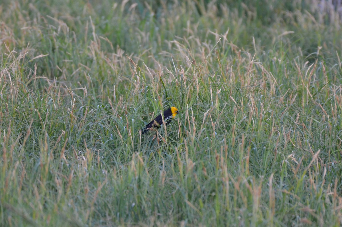 Yellow-headed Blackbird - ML620695388
