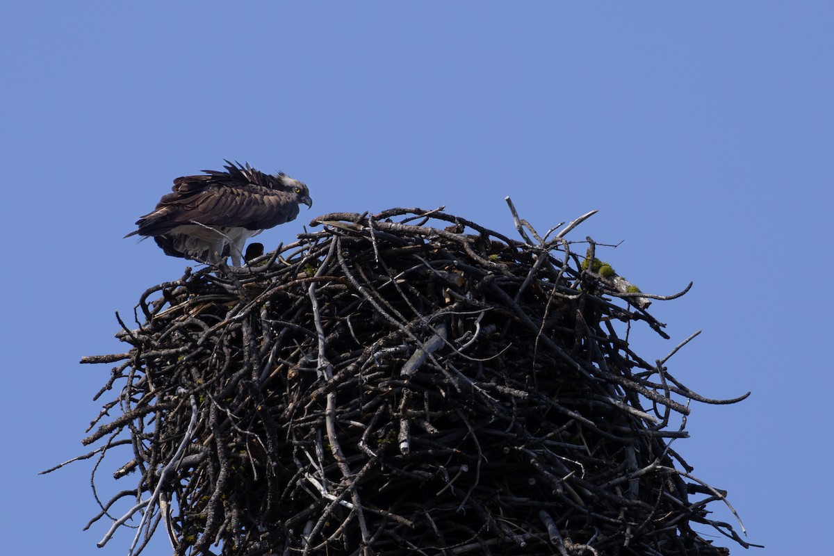 Osprey - ML620695392