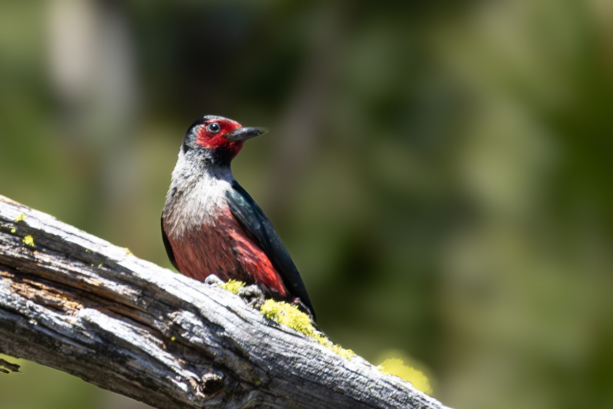 Lewis's Woodpecker - ML620695397