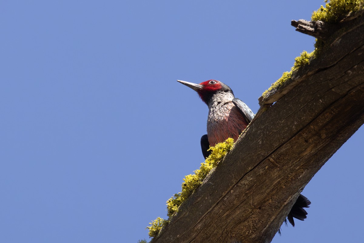 Lewis's Woodpecker - ML620695399