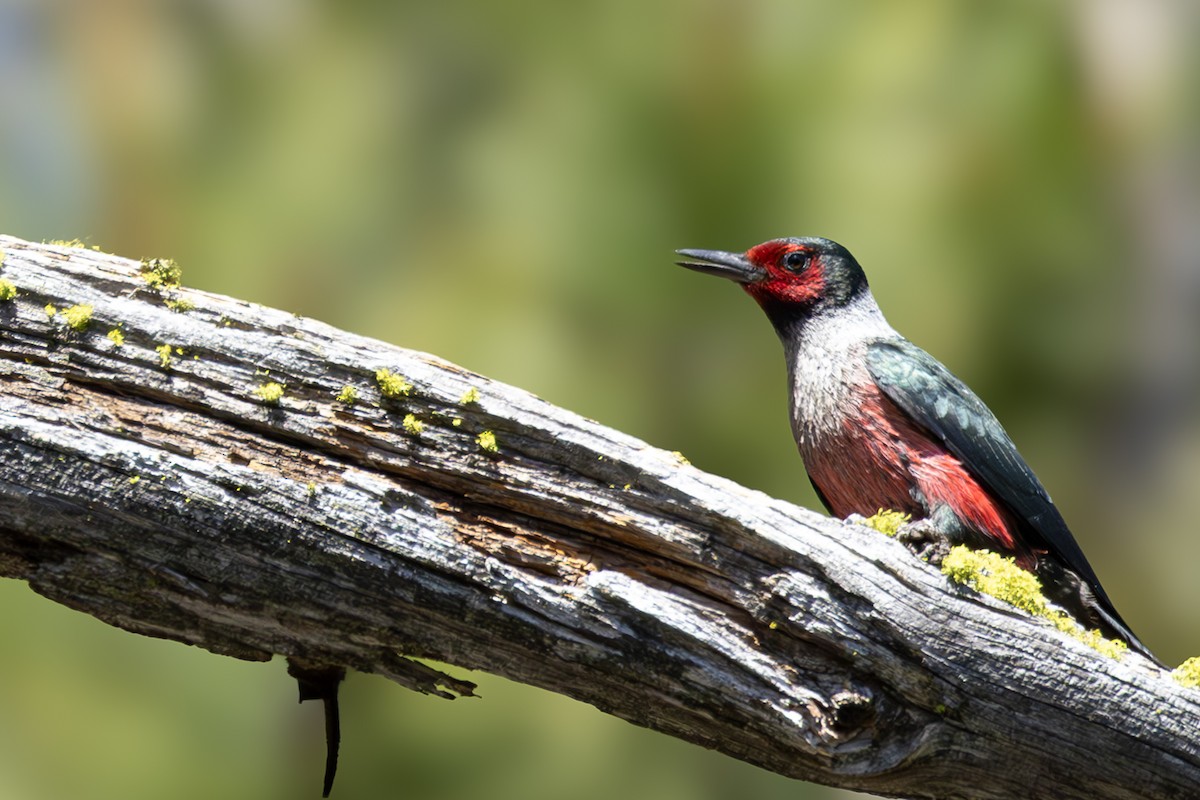 Lewis's Woodpecker - ML620695400