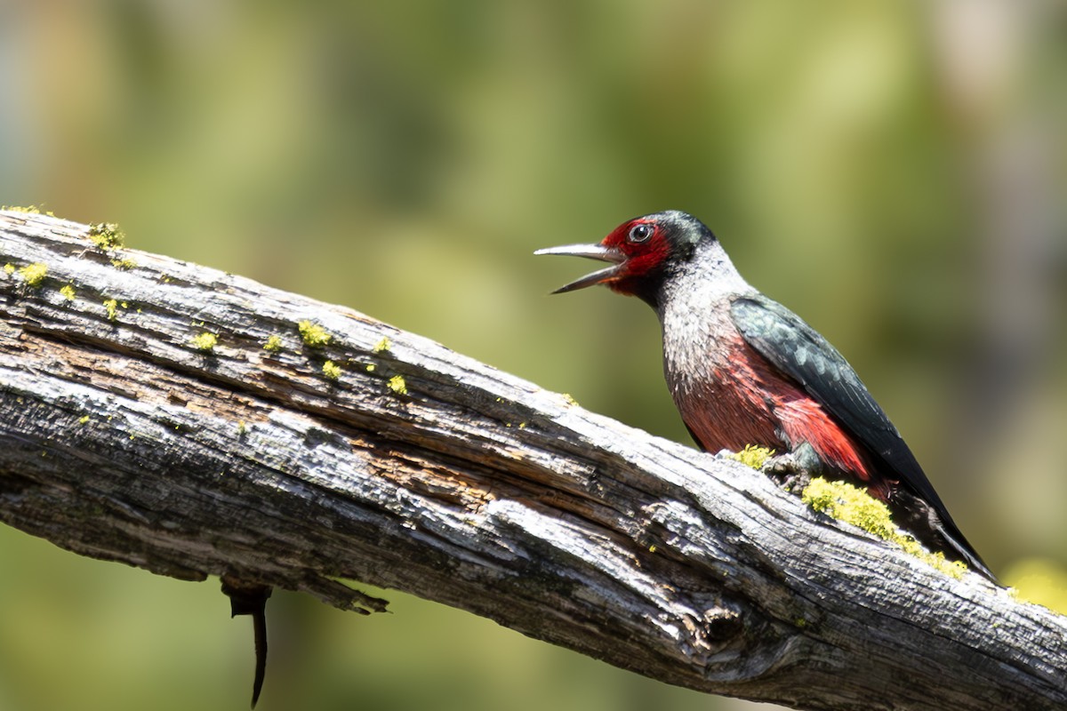 Lewis's Woodpecker - ML620695402