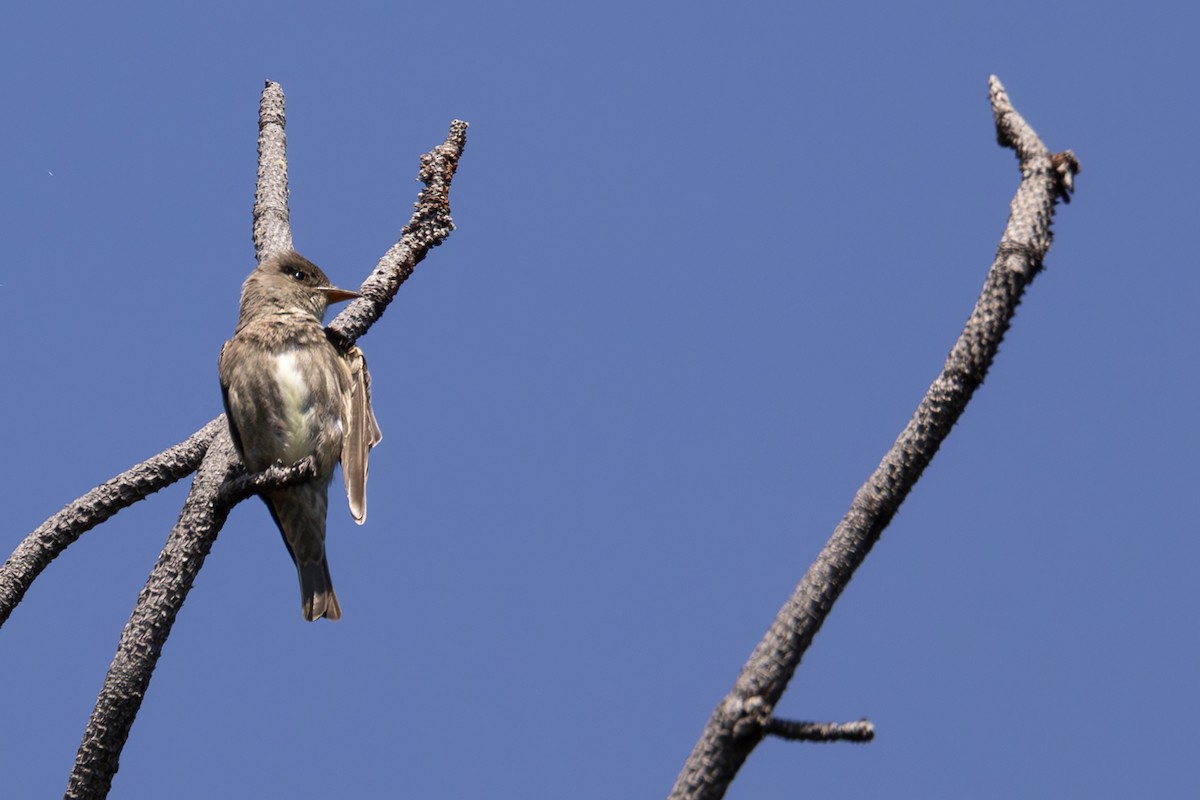 Olive-sided Flycatcher - ML620695404