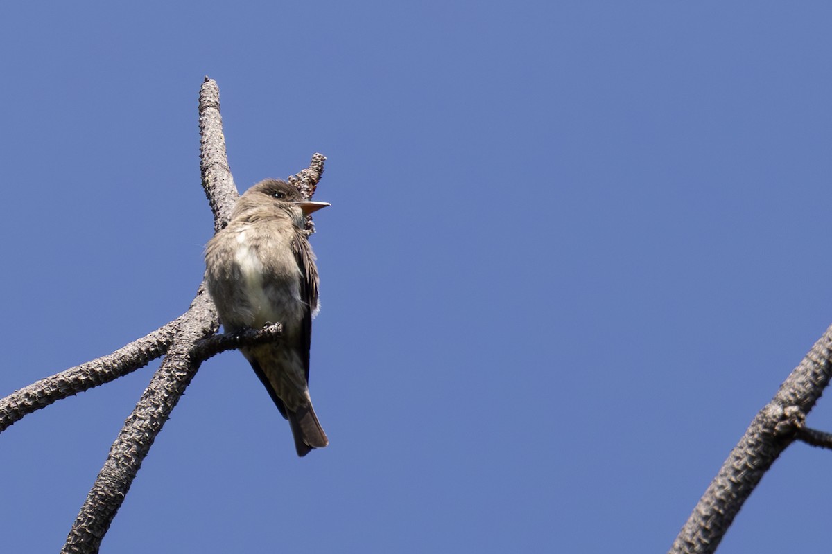 Olive-sided Flycatcher - ML620695406