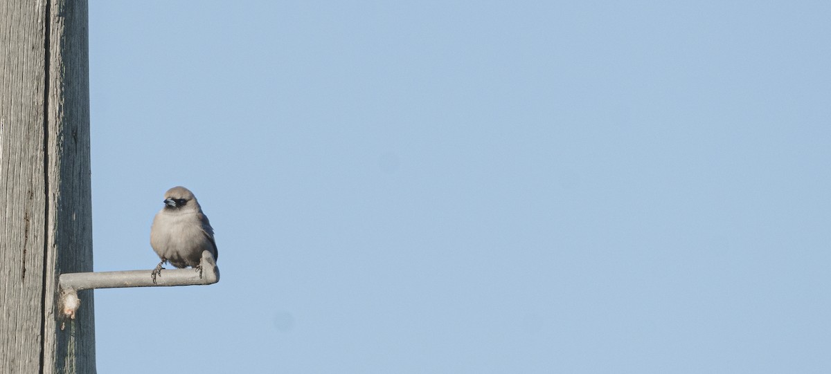 Black-faced Woodswallow - ML620695408
