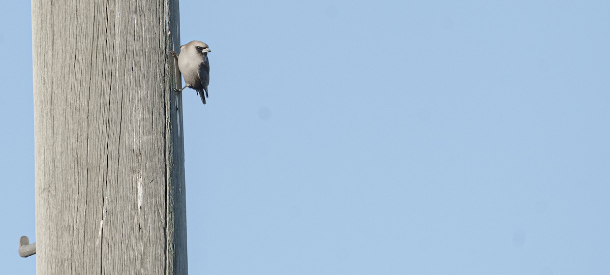 Black-faced Woodswallow - ML620695409