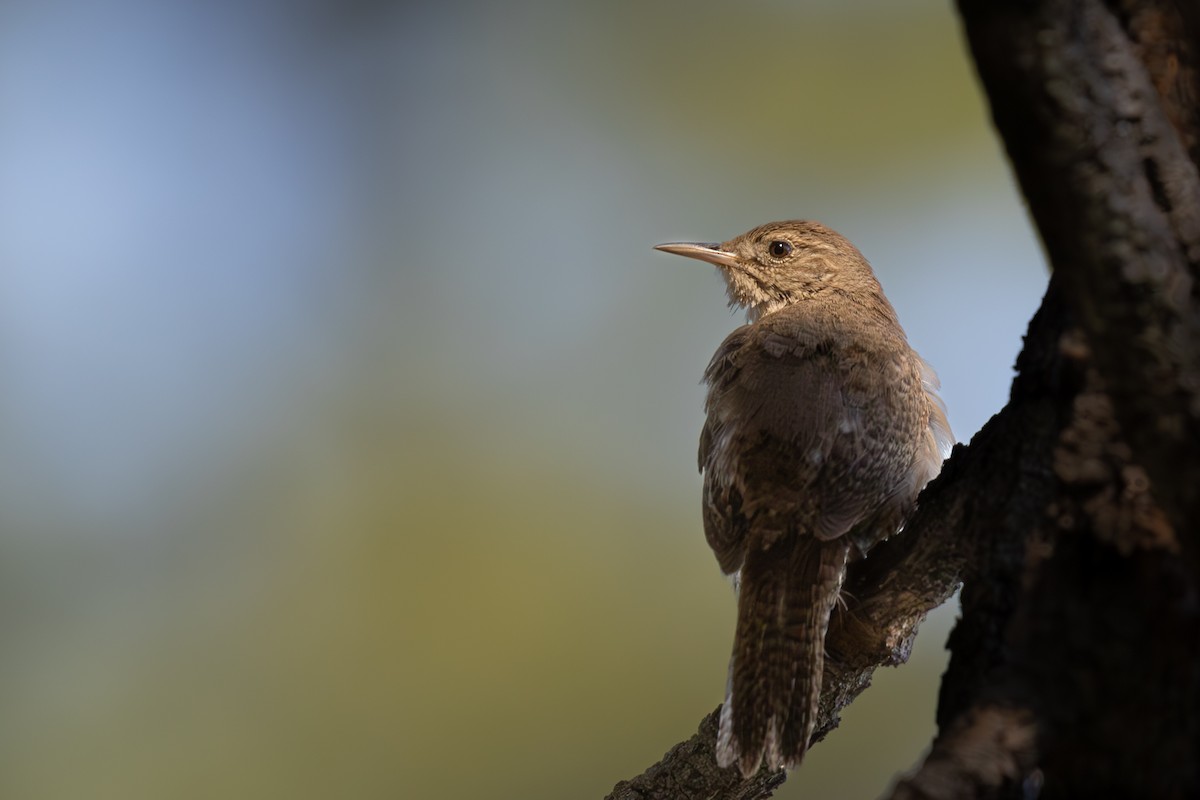 House Wren - ML620695410