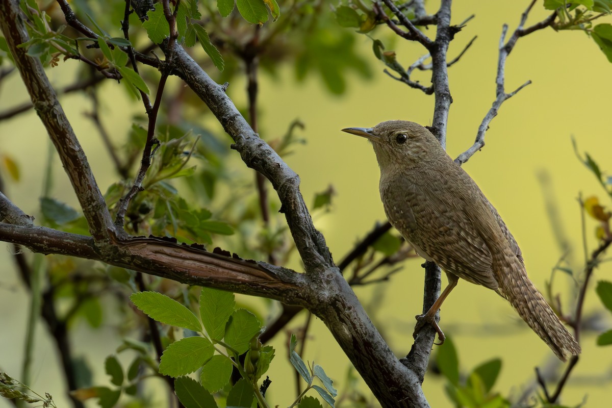 House Wren - ML620695411