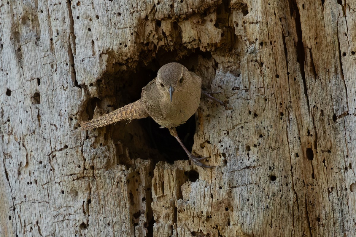 House Wren - ML620695414