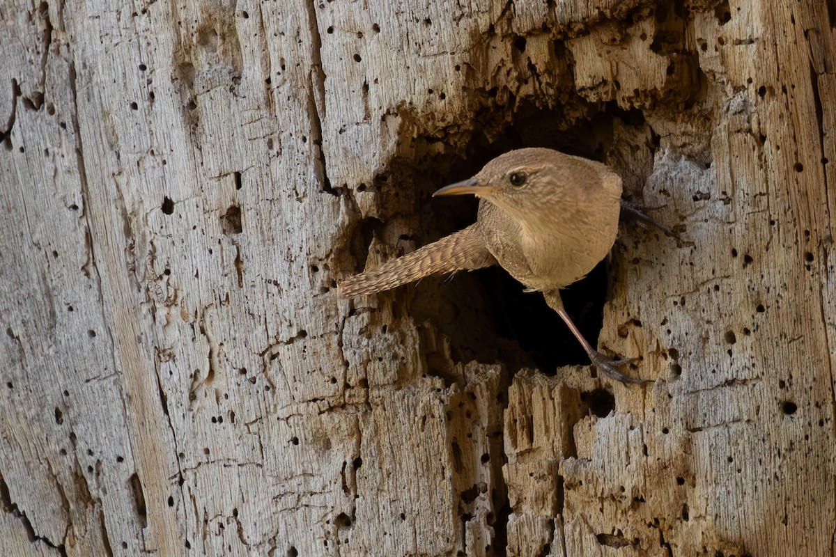 House Wren - ML620695415