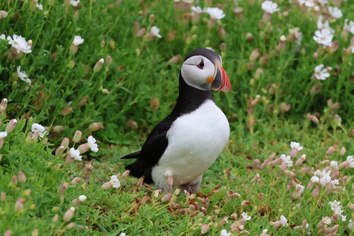 Atlantic Puffin - Murray DELAHOY