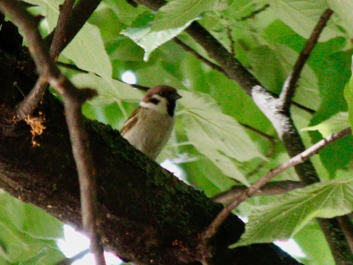 Eurasian Tree Sparrow - ML620695417