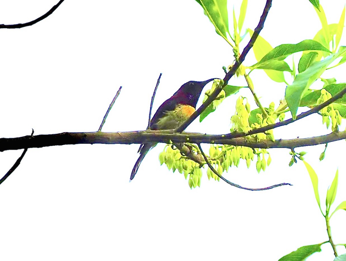 Long-tailed Broadbill - ML620695418