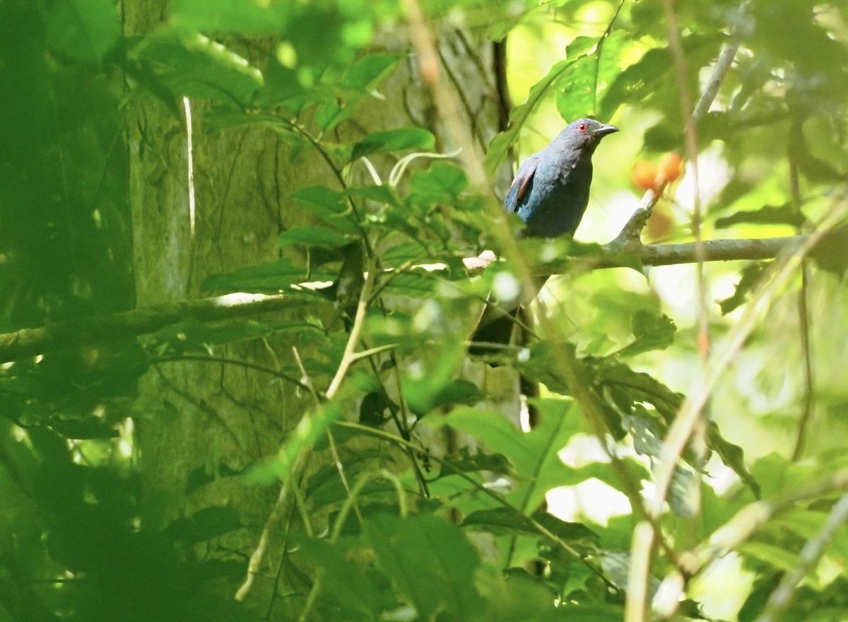 Asian Fairy-bluebird - ML620695425