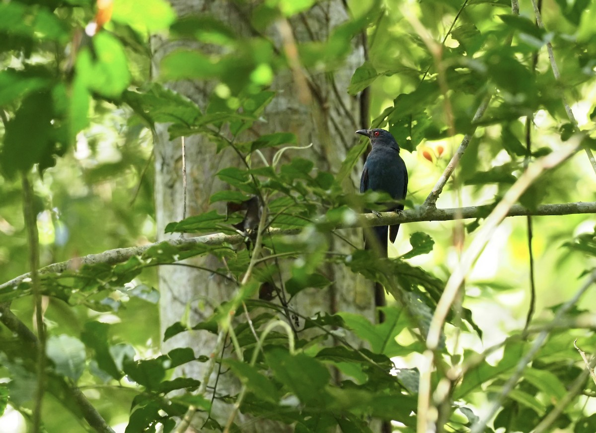 Long-tailed Broadbill - ML620695426