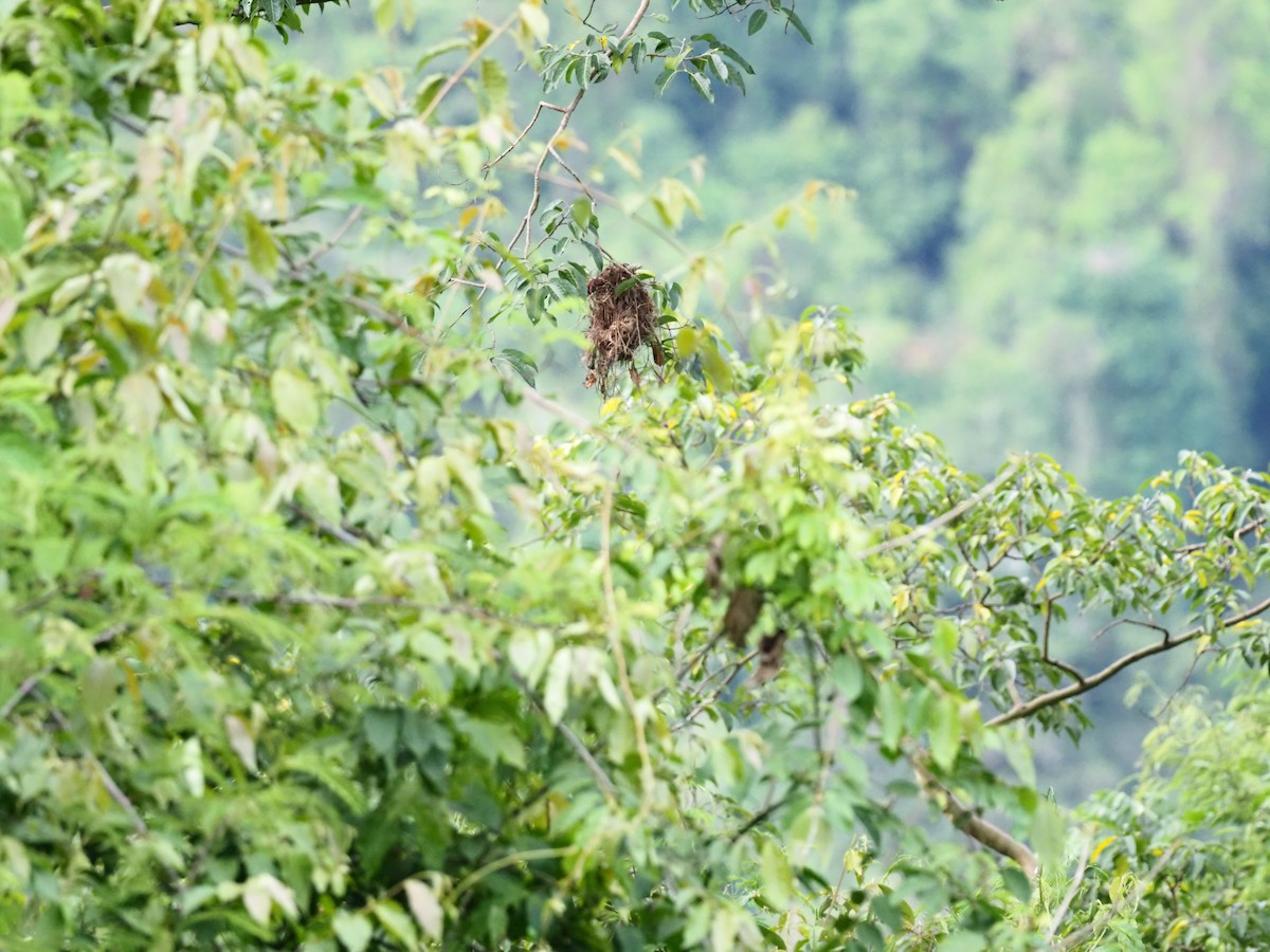 Long-tailed Broadbill - ML620695432