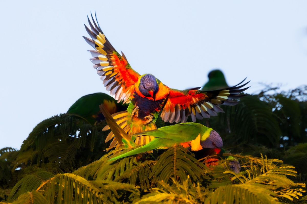 Rainbow Lorikeet - ML620695435