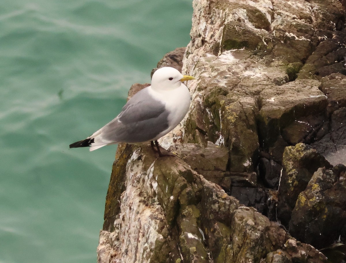 Mouette tridactyle - ML620695436