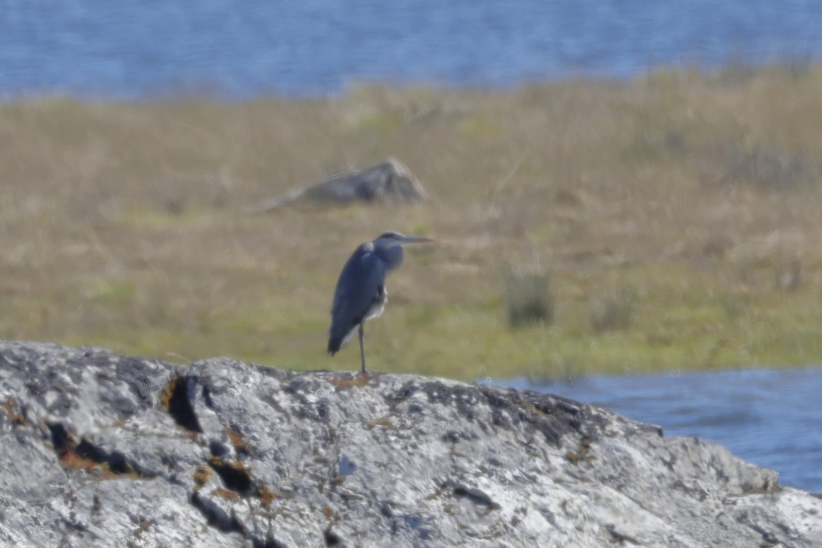 Gray Heron - ML620695437