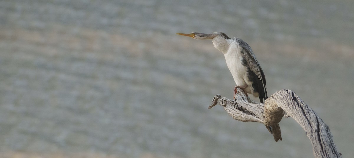 Anhinga Australiana - ML620695439