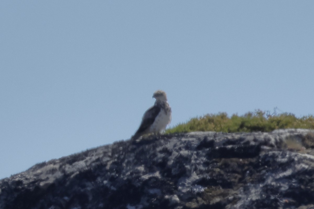 Short-toed Snake-Eagle - ML620695441