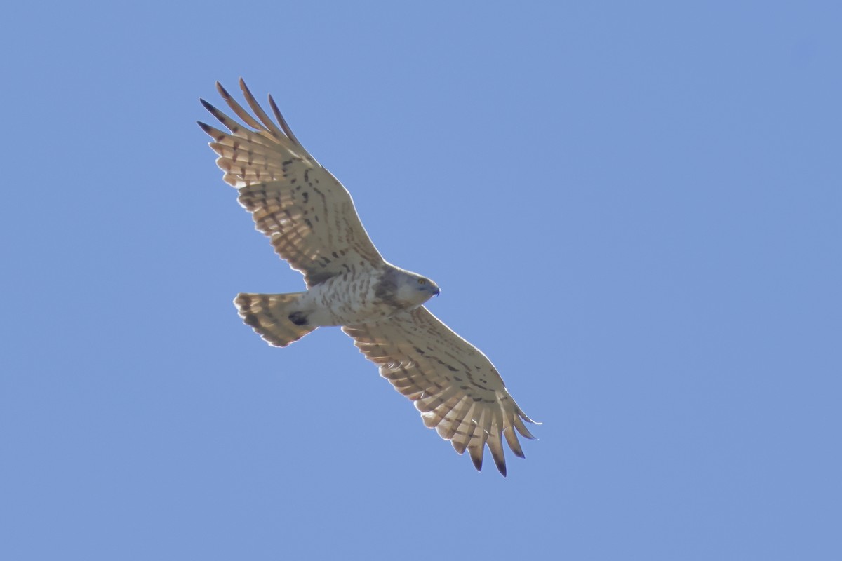 Short-toed Snake-Eagle - ML620695442