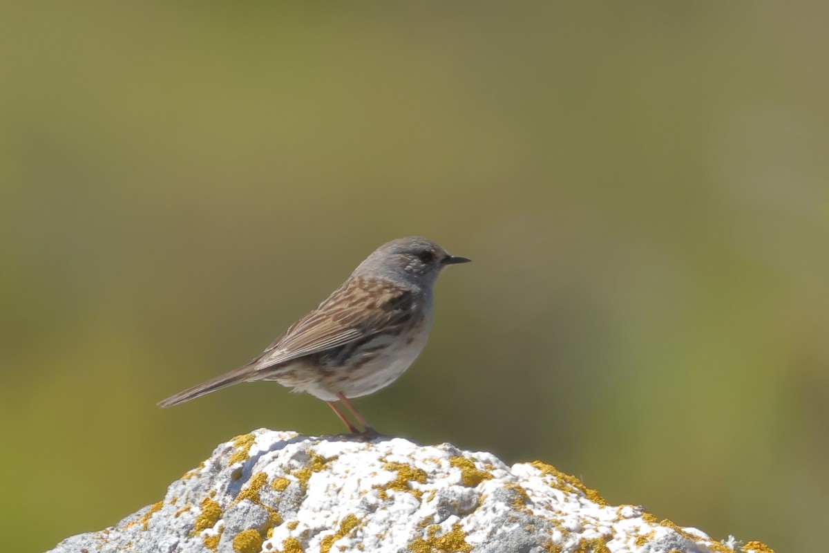 Dunnock - ML620695443