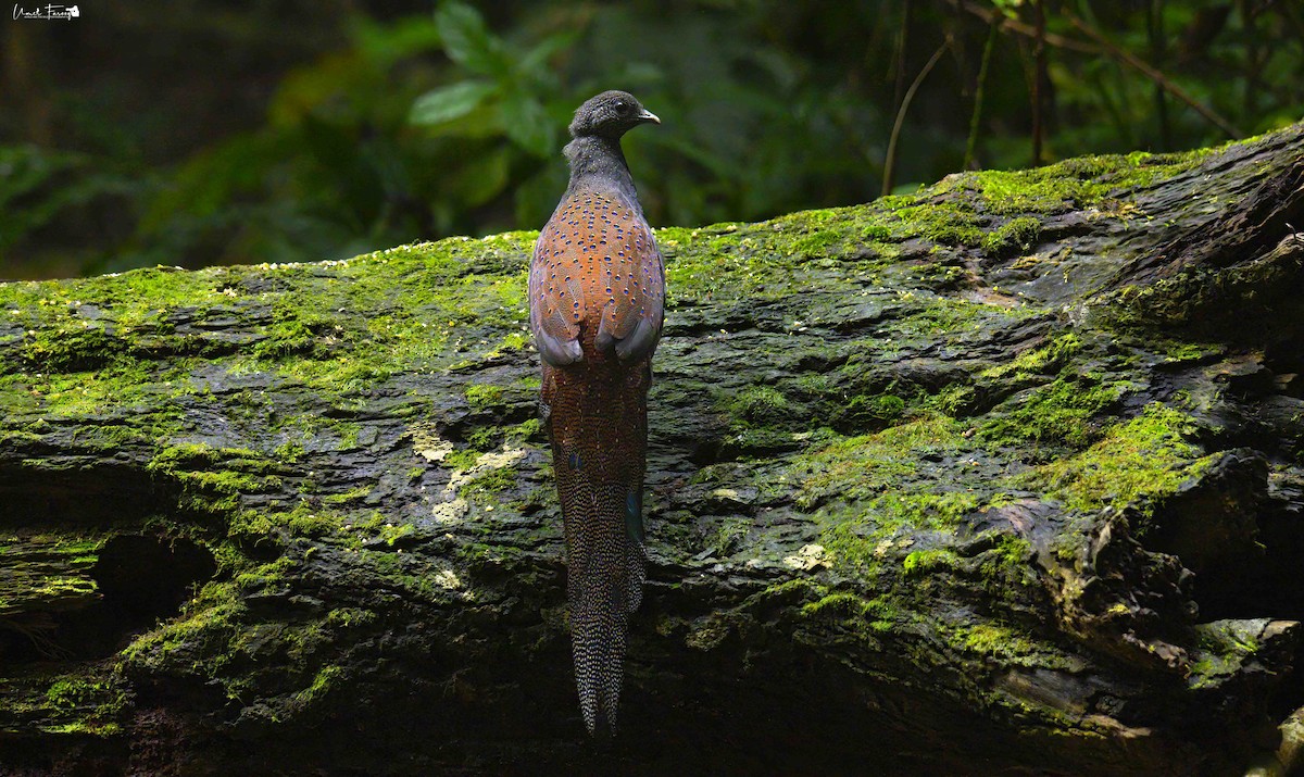 Mountain Peacock-Pheasant - ML620695445