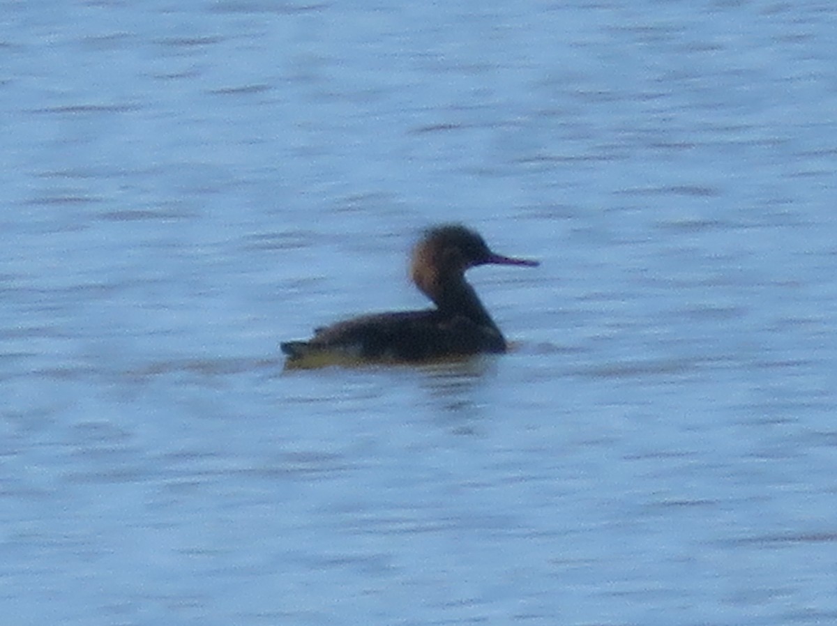 Red-breasted Merganser - ML620695446