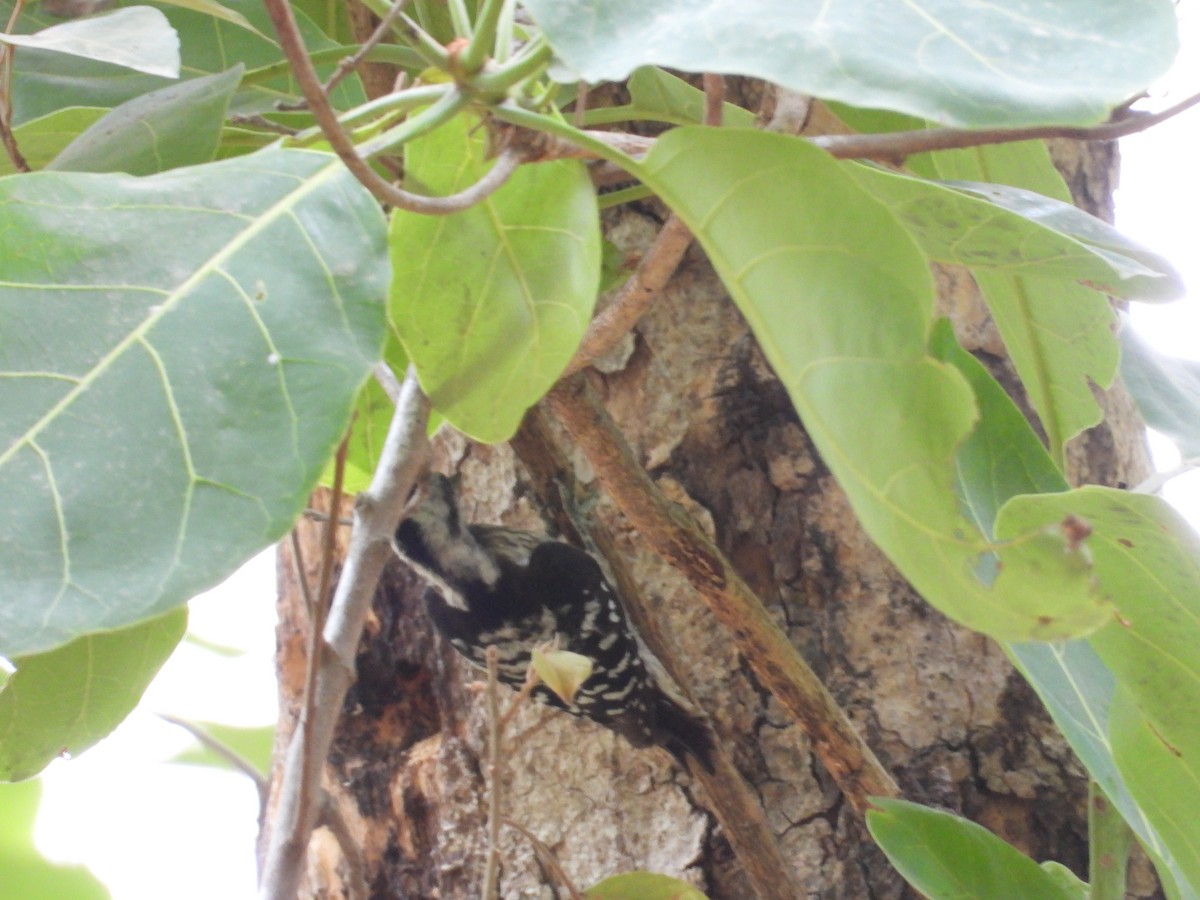 Gray-capped Pygmy Woodpecker - ML620695448