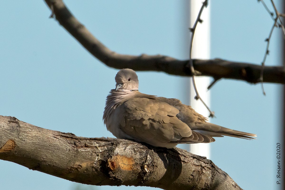 Eurasian Collared-Dove - ML620695449