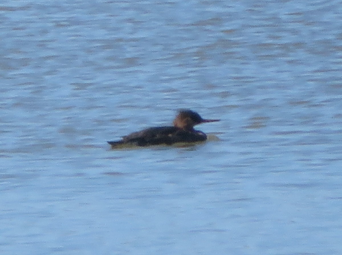 Red-breasted Merganser - ML620695450