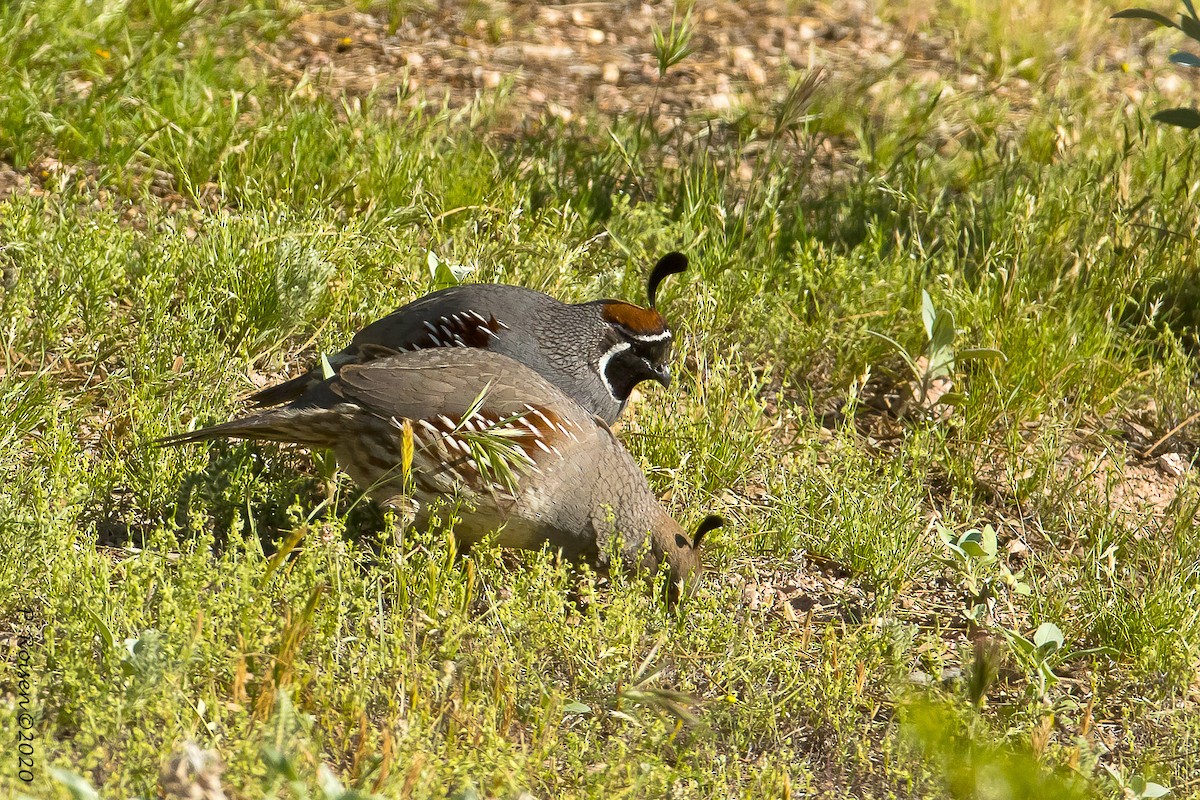 Gambel's Quail - Paul Roisen