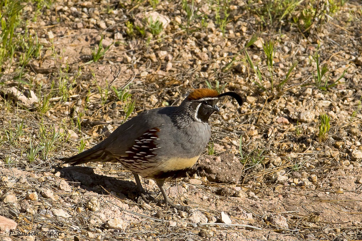 ズアカカンムリウズラ - ML620695456